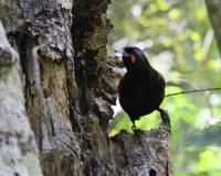 Nature Quest Birdwatching Tours image 4